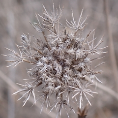 Daucus pusillus
