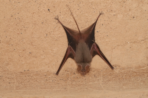 Small Mouse-tailed Bat