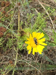 Acmaeodera macra