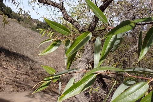Image of Salix laevigata by no rights reserved