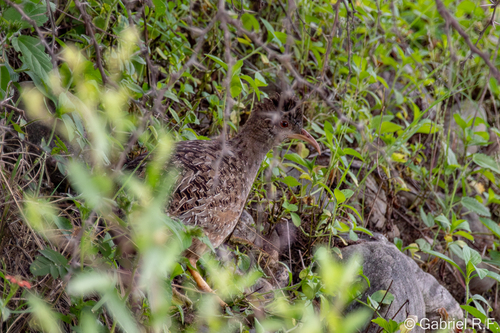 Andean Tinamou (Nothoprocta pentlandii)