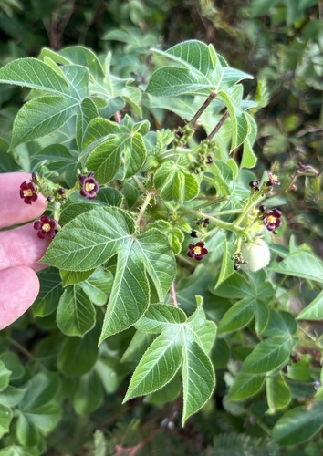 Jatropha gossypiifolia
