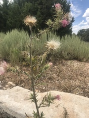 Cirsium arizonicum