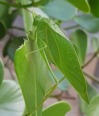 Microcentrum marginatum