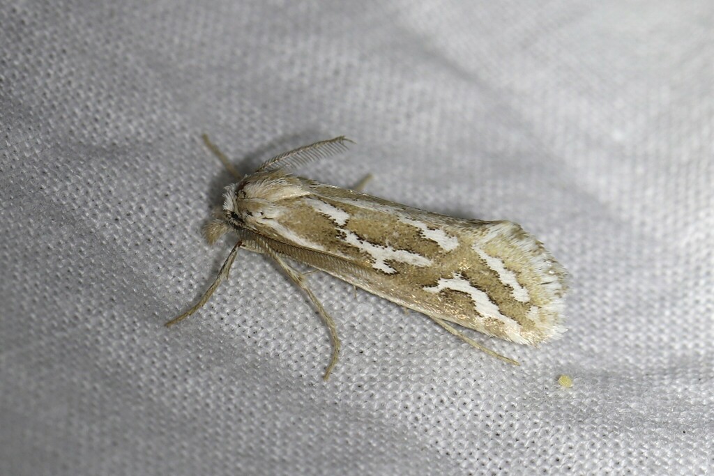 Meharia acuta