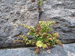 Asplenium ruta-muraria