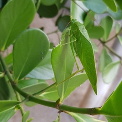 Microcentrum marginatum