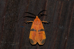 Correbidia terminalis