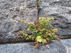 Asplenium ruta-muraria
