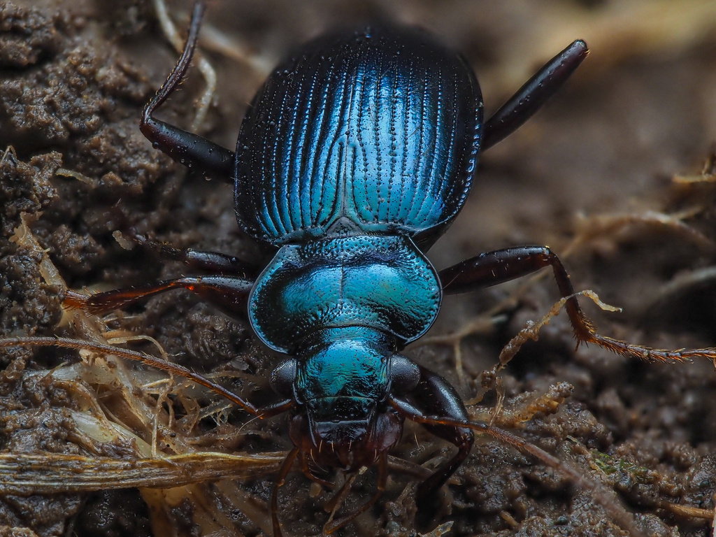 Leistus