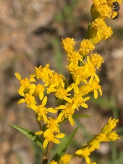 Solidago pinetorum
