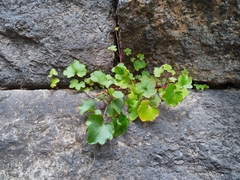 Cymbalaria muralis
