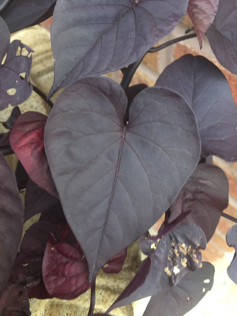 Ipomoea batatas, 102 E Center St, Lake City, MN, US