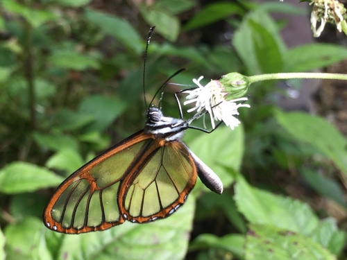 Pteronymia alida
