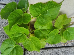 Paulownia tomentosa