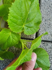Paulownia tomentosa