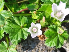 Malva neglecta