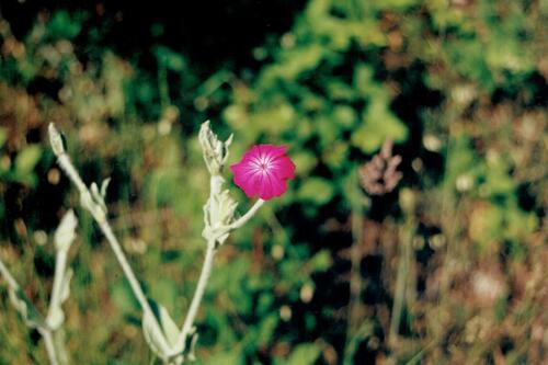 Silene coronaria