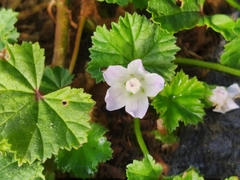 Malva neglecta