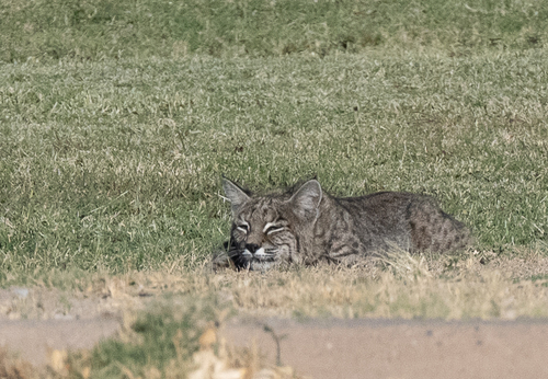 iNaturalist observation 2024-11-14