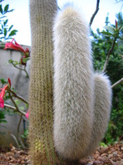 Cleistocactus strausii