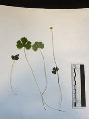 Ranunculus lapponicus