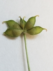 Ranunculus lapponicus