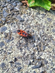 Pyrrhocoris apterus