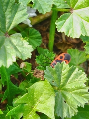 Pyrrhocoris apterus