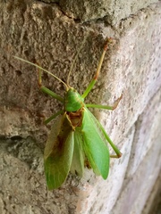 Paracyrtophyllus robustus