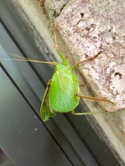 Paracyrtophyllus robustus