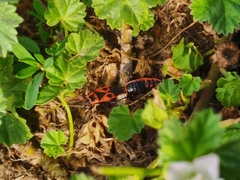 Pyrrhocoris apterus