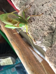 Paracyrtophyllus robustus