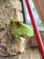 Paracyrtophyllus robustus