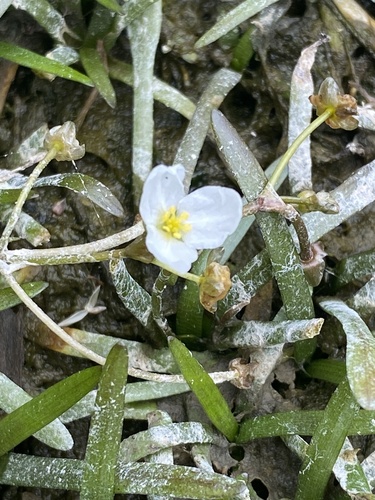 Sagittaria subulata observed 2025-01-22