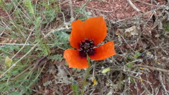 Papaver argemone