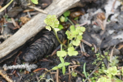 Chrysosplenium tetrandrum