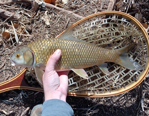River carpsucker (Carpiodes carpio) — Catostomidae — 5