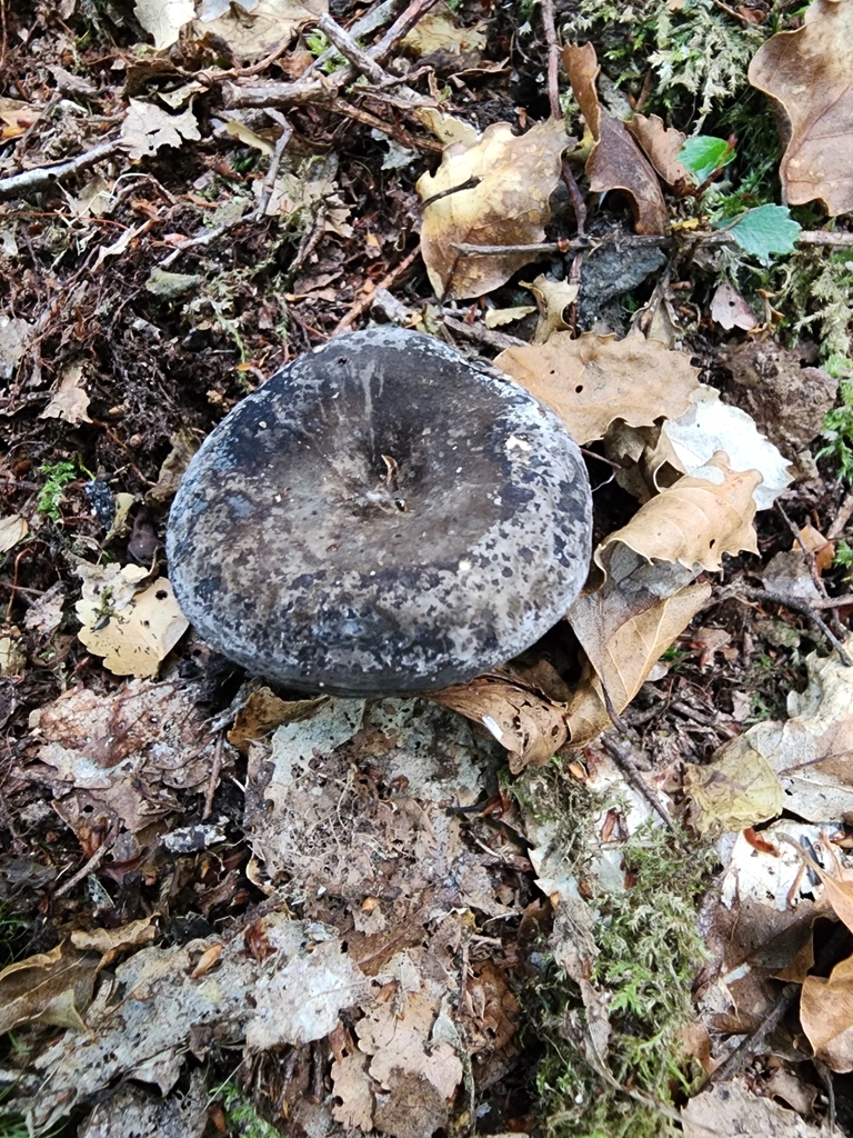 Lactifluus sepiaceus · January 2025 · photo: © nicnation (iNaturalist, cc-by)