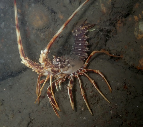Spiny Lobster