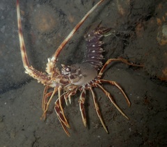 Spiny Lobster