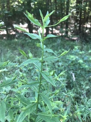 Allegheny monkeyflower