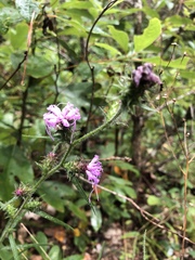 Liatris squarrosa