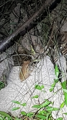 Polypedates macrotis