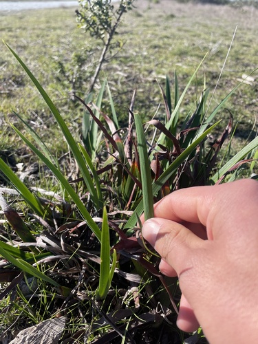 Douglas Iris foliage