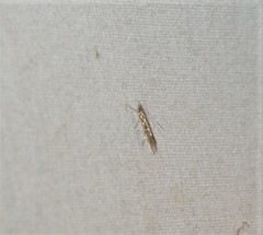 Cosmopterix fernaldella