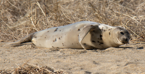 Harp Seal photographed in New Hampshire