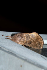 Hemiceras domingonis