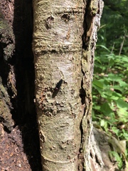 Parallelostethus attenuatus