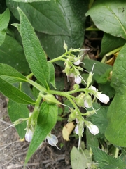 Symphytum officinale